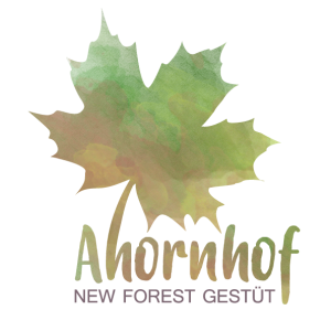 New Forest Gestüt Ahornhof